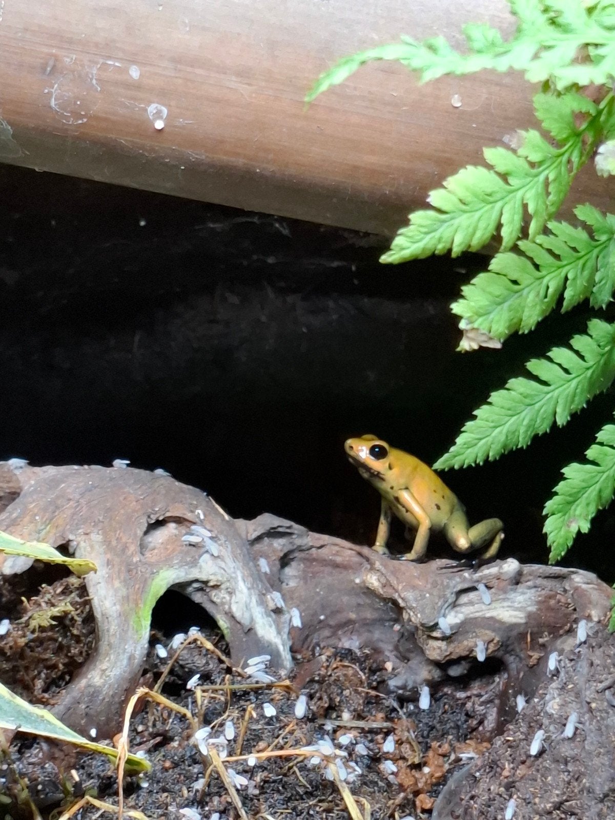 4x Phyllobates Bicolor 0.0.4., Amfibie, 0 tot 2 jaar