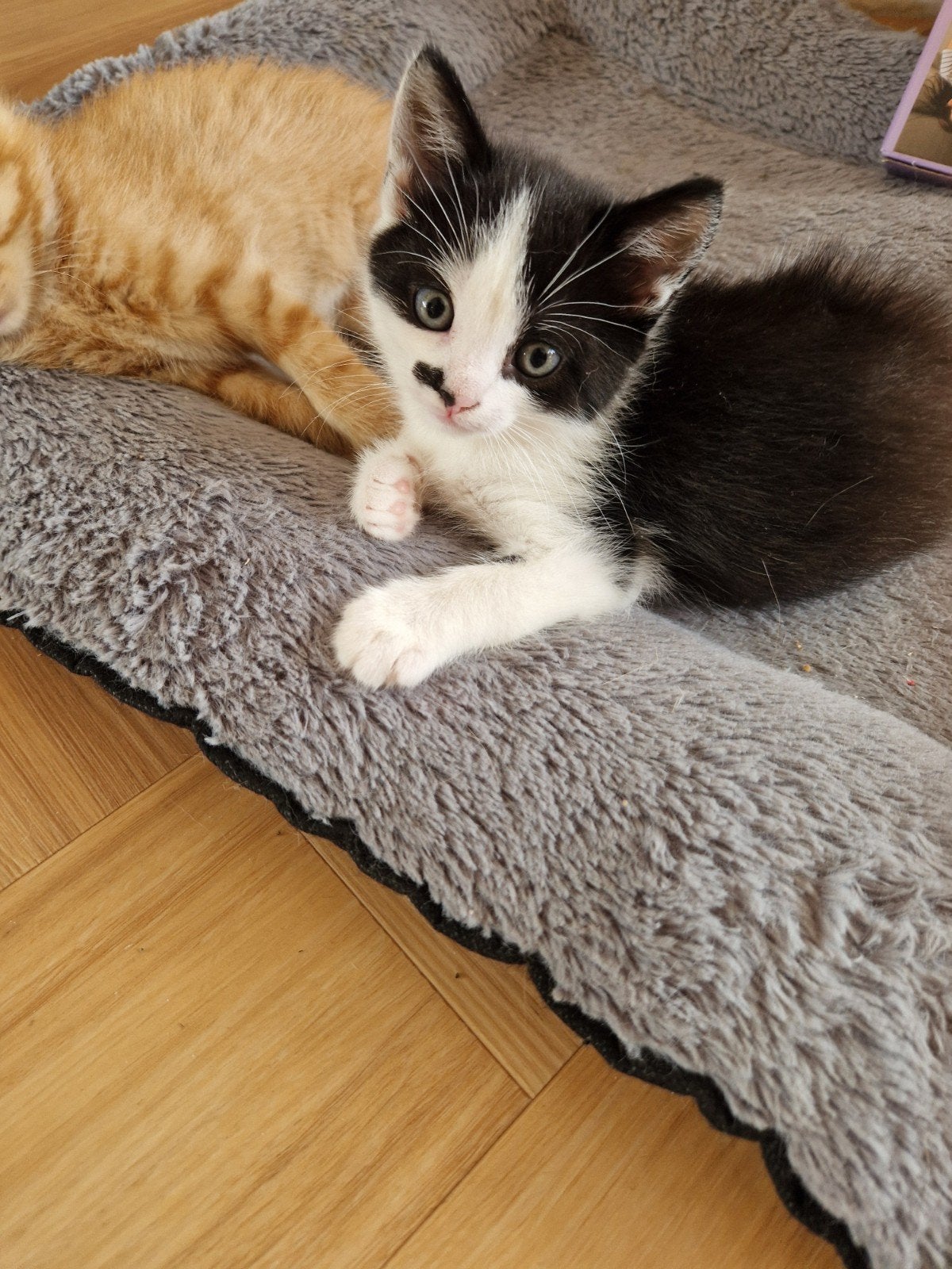 2 kittens, Dieren en Toebehoren