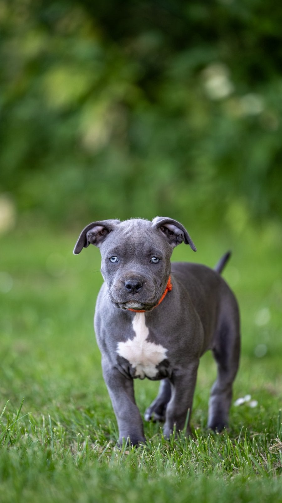 American Bully XL, Parvo, Overige rassen, 8 tot 15 weken, Meerdere