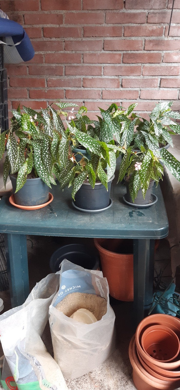Begonia maculata, Ophalen, Halfschaduw, Minder dan 100 cm