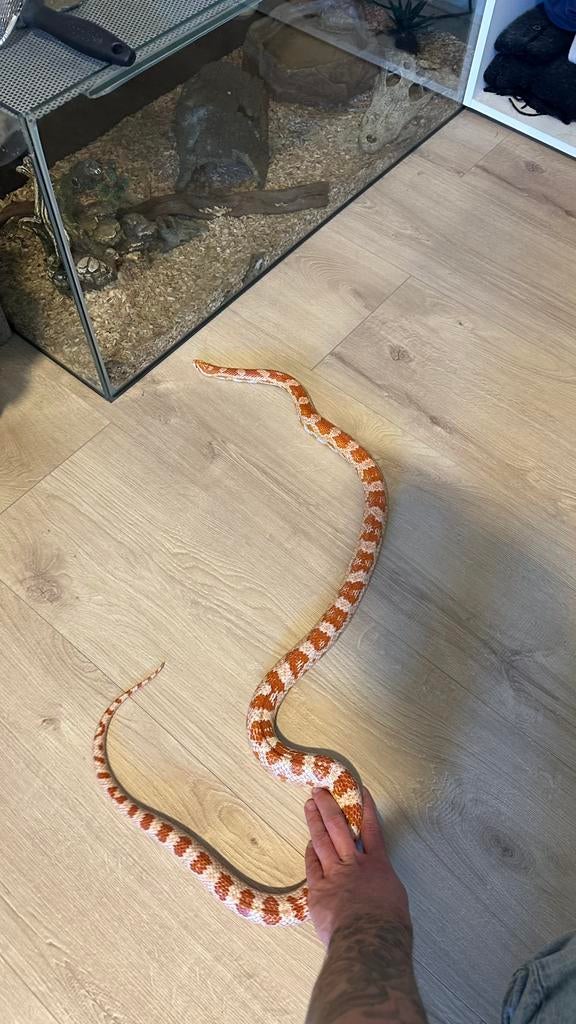 Mooie rattenslang van zo’n 7 jaar oud. Rat Snake - unknown for sale from Ricky