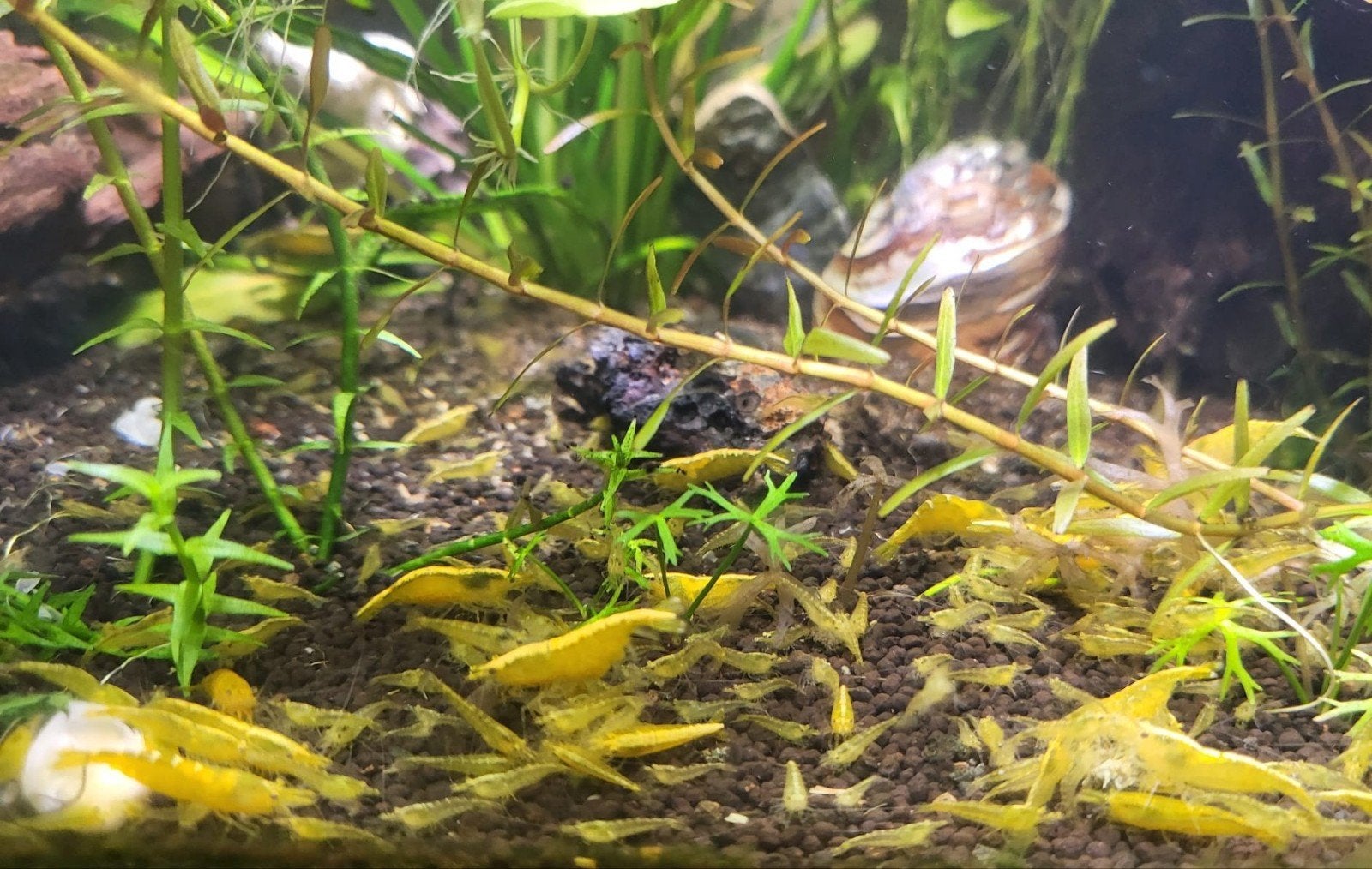Gele neocaridina garnalen, Kreeft, Krab of Garnaal