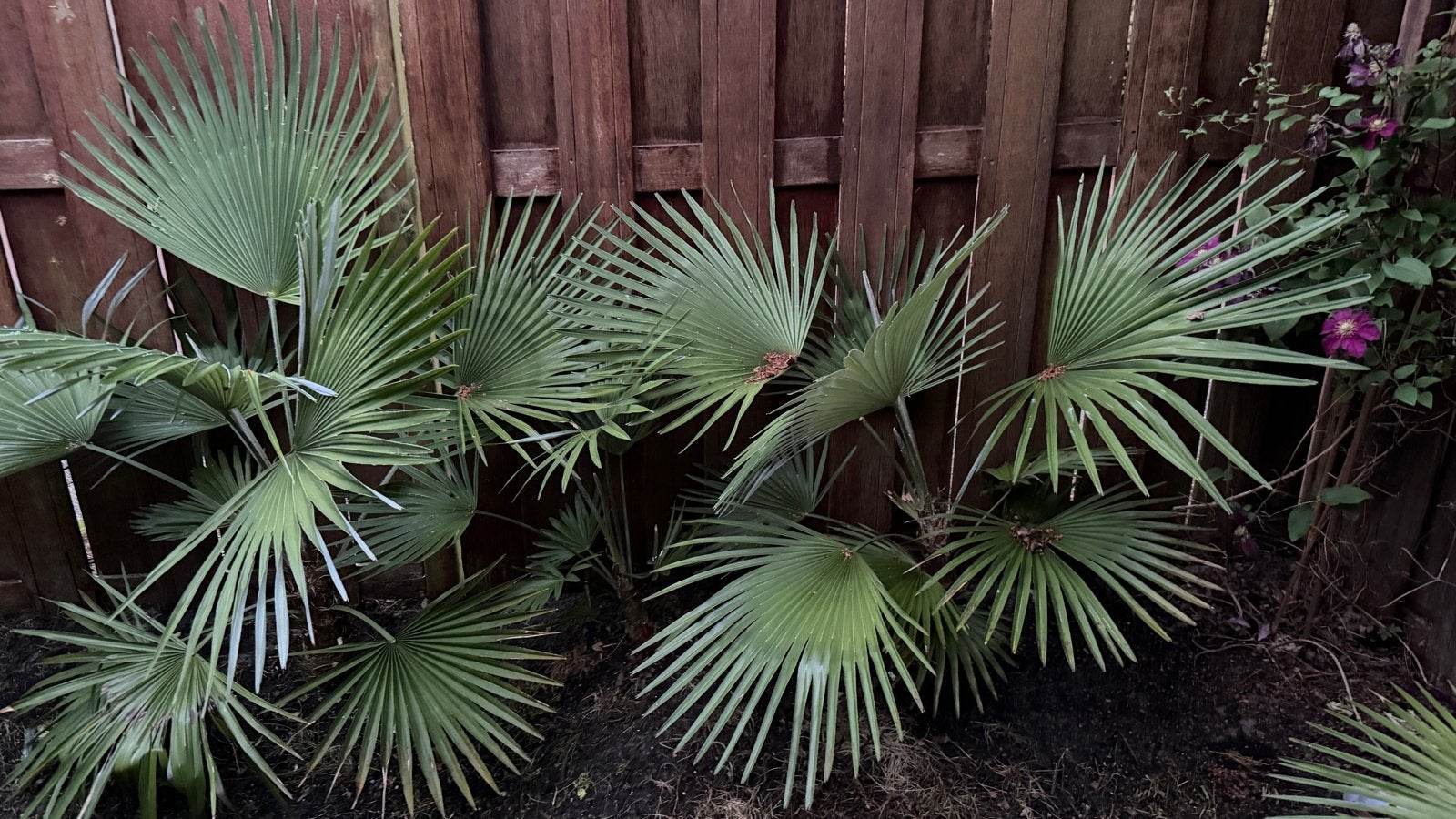Trachycarpus princeps - Winterhard palmboom, Volle zon, Vaste plant, Lente, Ophalen