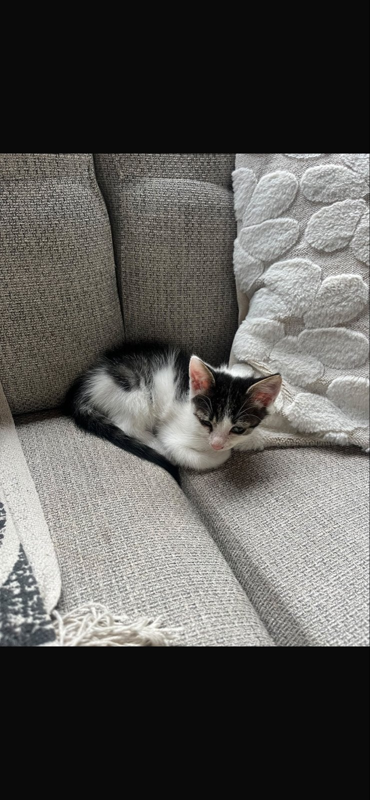 Lief Katertje zoekt huisje, Dieren en Toebehoren, Kater, Kortharig, 0 tot 2 jaar