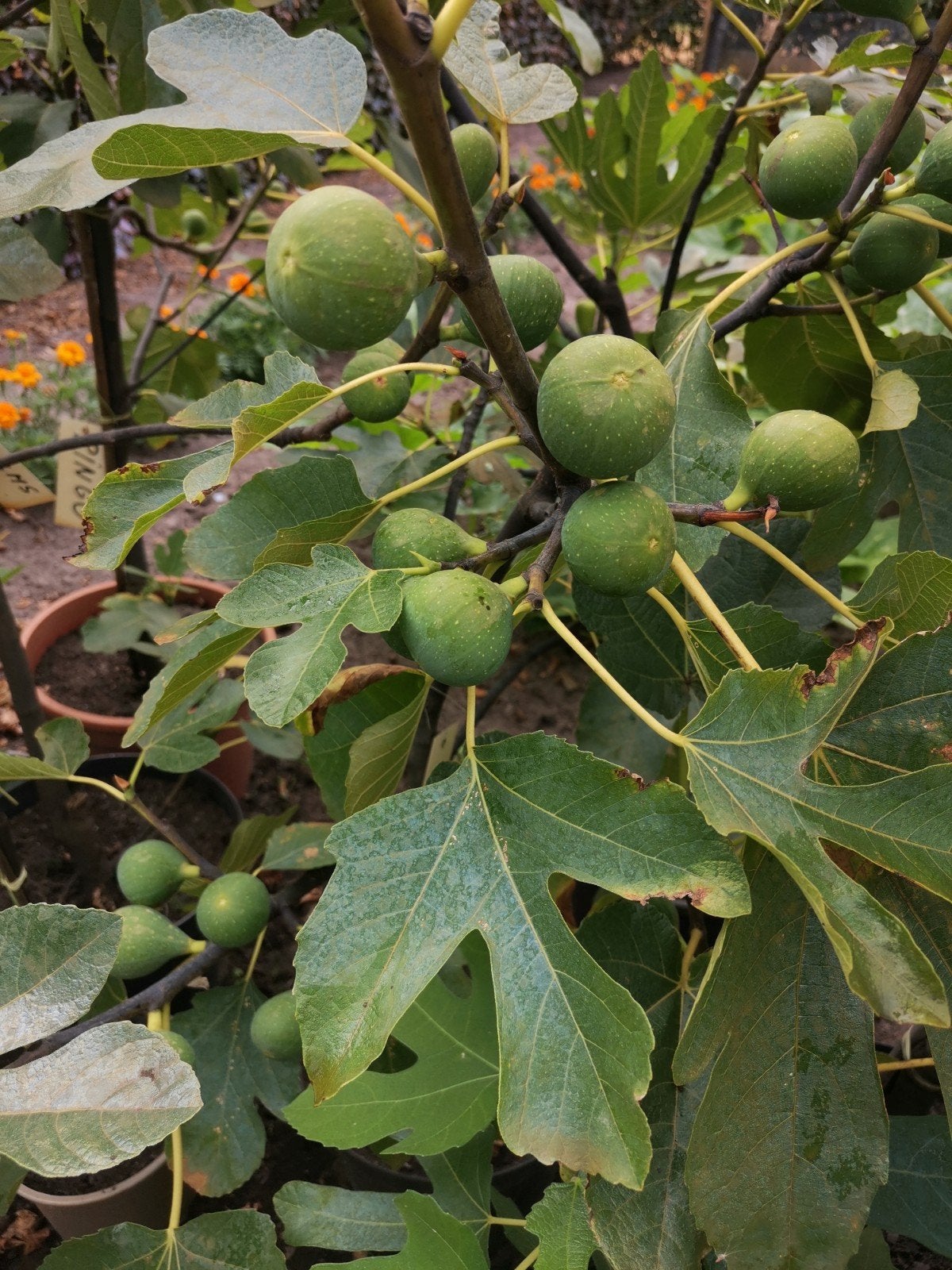 Geënte Vijgenbomen met diverse vijgen, Ophalen