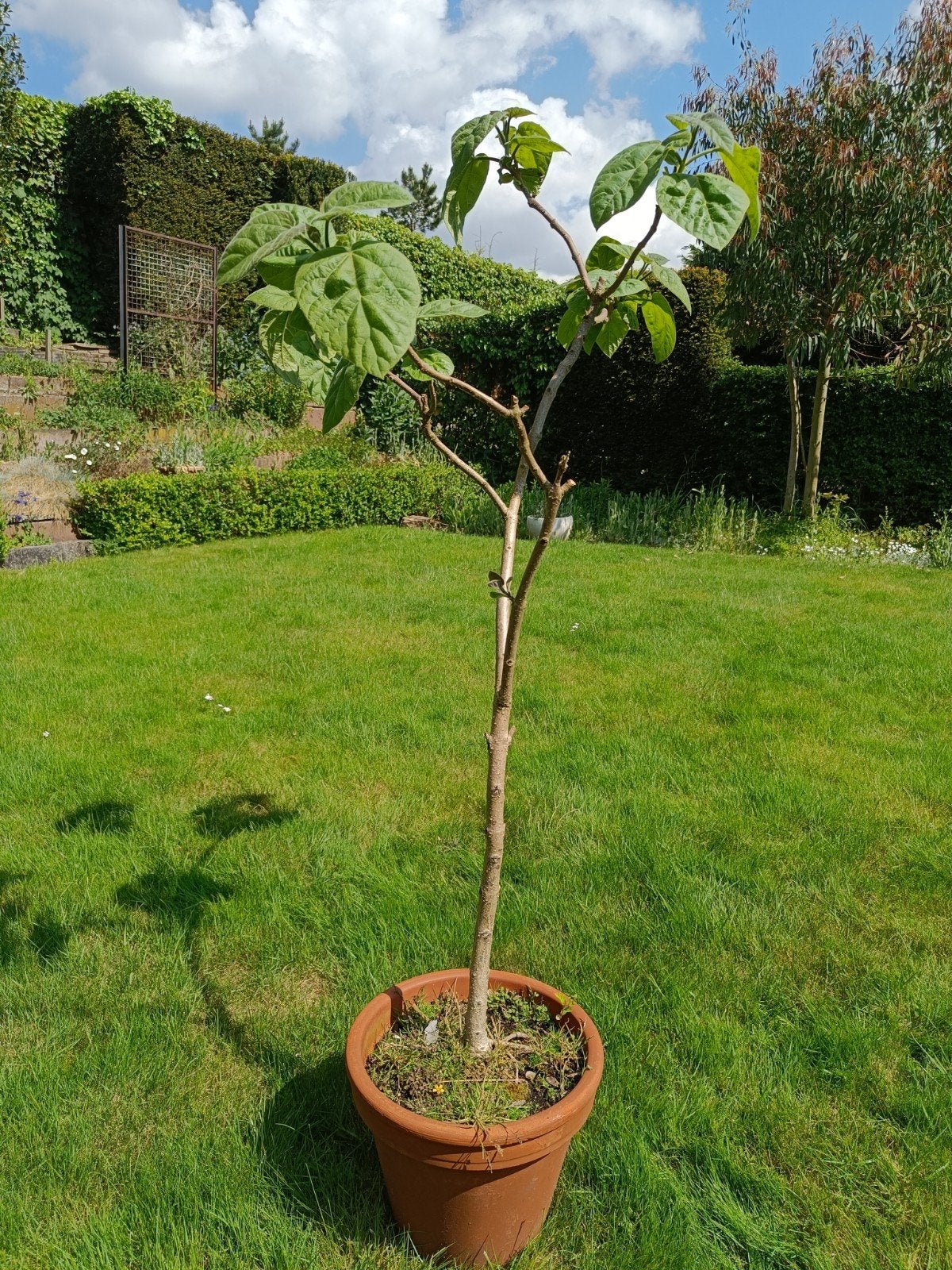Keizersboom (Paulownia tomentosa) 127cm, Tuin en Terras, Planten | Bomen, Overige soorten, Volle zon, Ophalen