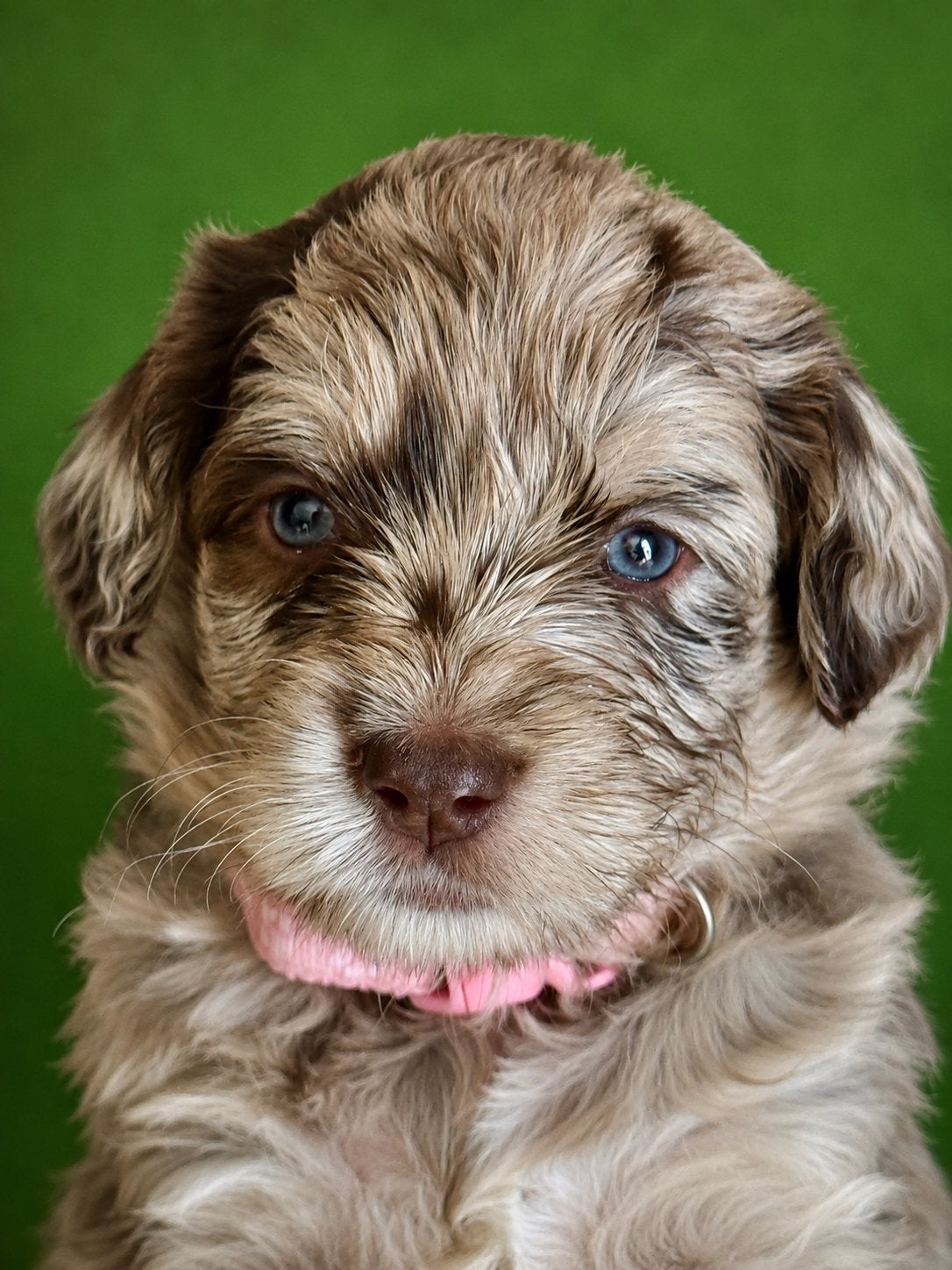 AUSSIEDOODLE pups te bezichtigen vanaf 13 juni, Parvo, 8 tot 15 weken, Meerdere, Meerdere dieren