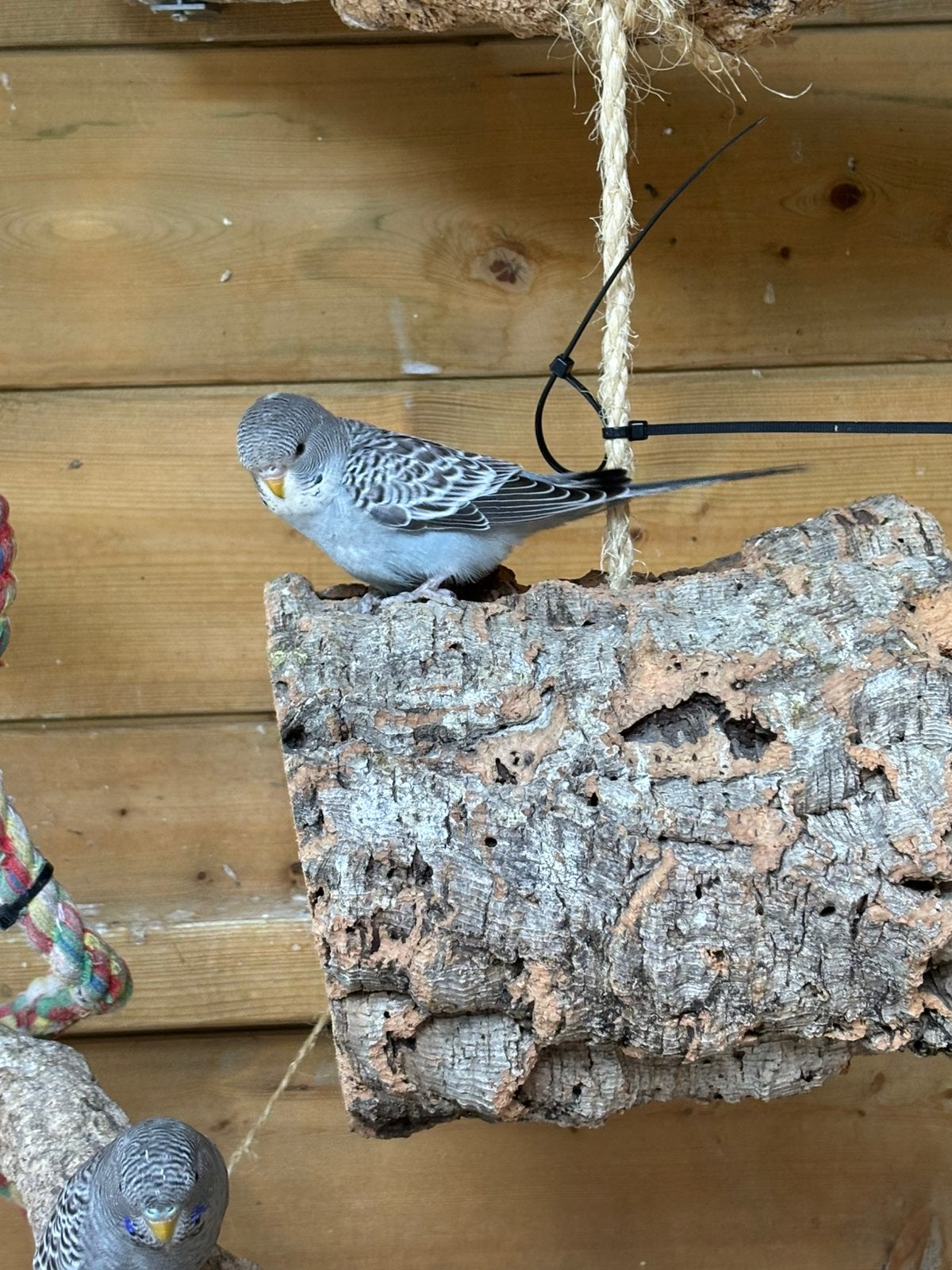 Grasparkiet split blackwing split blackface, Dieren en Toebehoren, Vogels | Parkieten en Papegaaien, Geslacht onbekend, Geringd