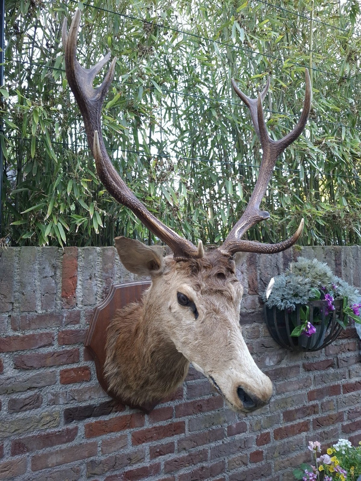 opgezette kop edelhert taxidermy schedel gewei jacht hert, Ophalen, Hert, Gewei of Kop