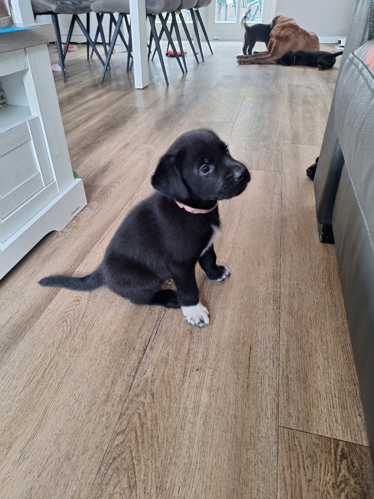 Lieve Borador puppy's / Labrador x Border Collie, Dieren en Toebehoren, Honden | Niet-rashonden, 8 tot 15 weken, Meerdere, Meerdere dieren