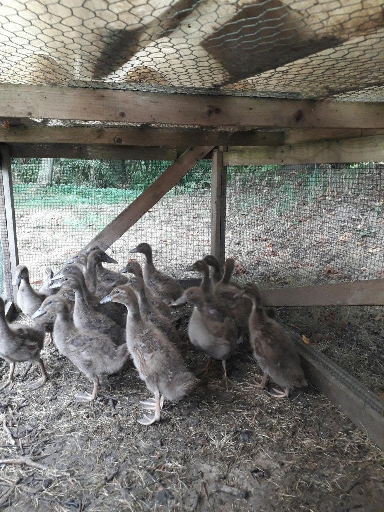 Te koop jonge Khaki Campbell eenden, Dieren en Toebehoren, Meerdere dieren, Eend