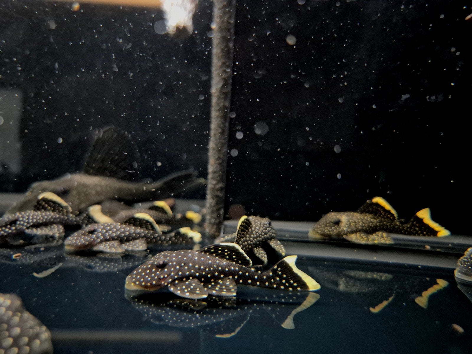 L081 golden nugget pleco, Vis, Zoetwatervis