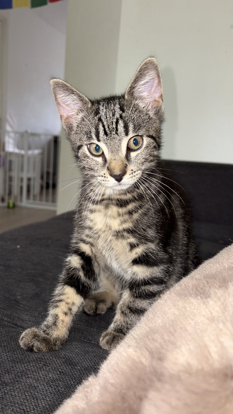Kitten, Dieren en Toebehoren, Kater