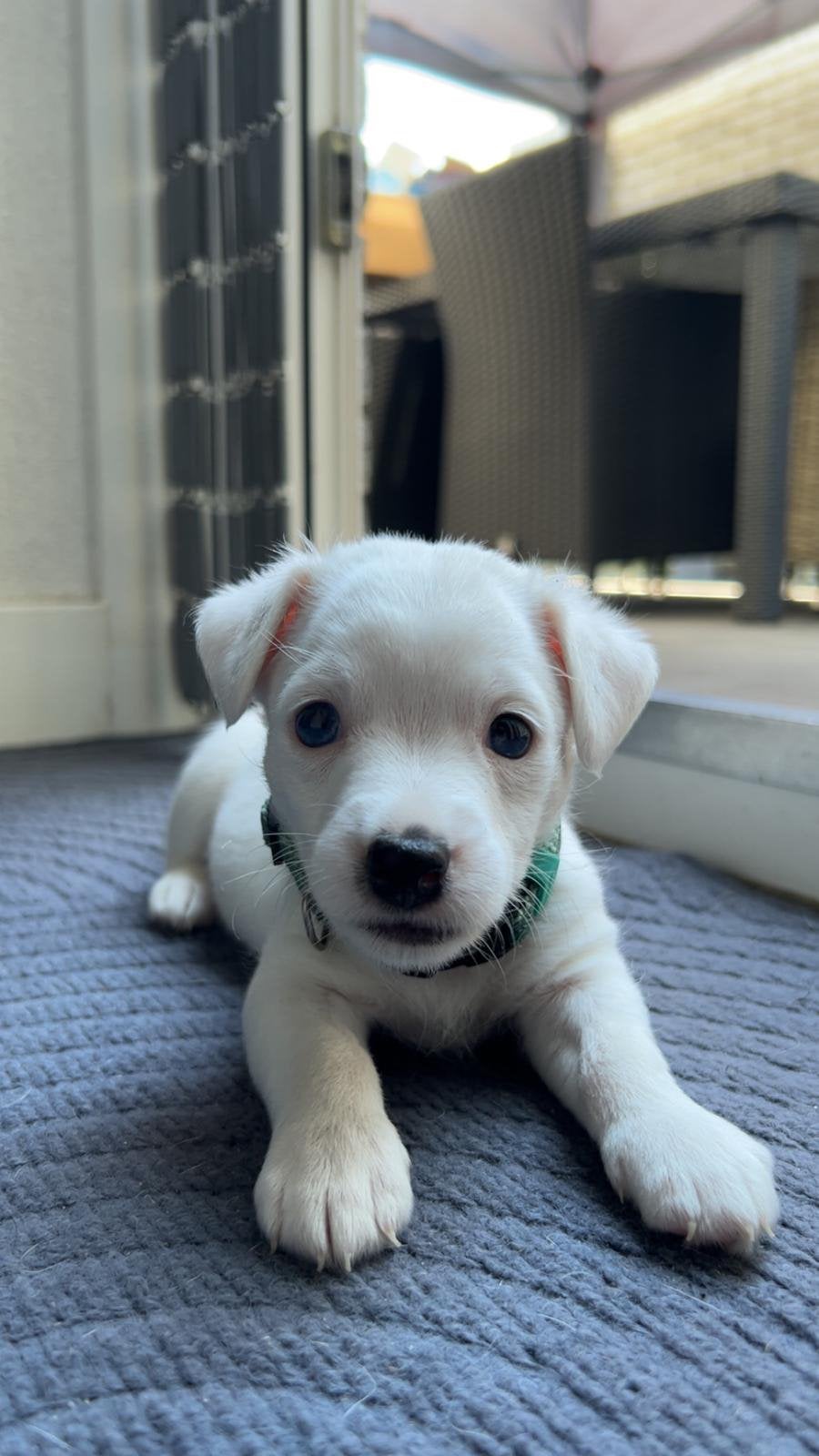 Lieve bijzondere JACK RUSSELL  reutje, Dieren en Toebehoren, Honden | Jack Russells en Terriërs, Jack Russell Terriër, Reu, 8 tot 15 weken