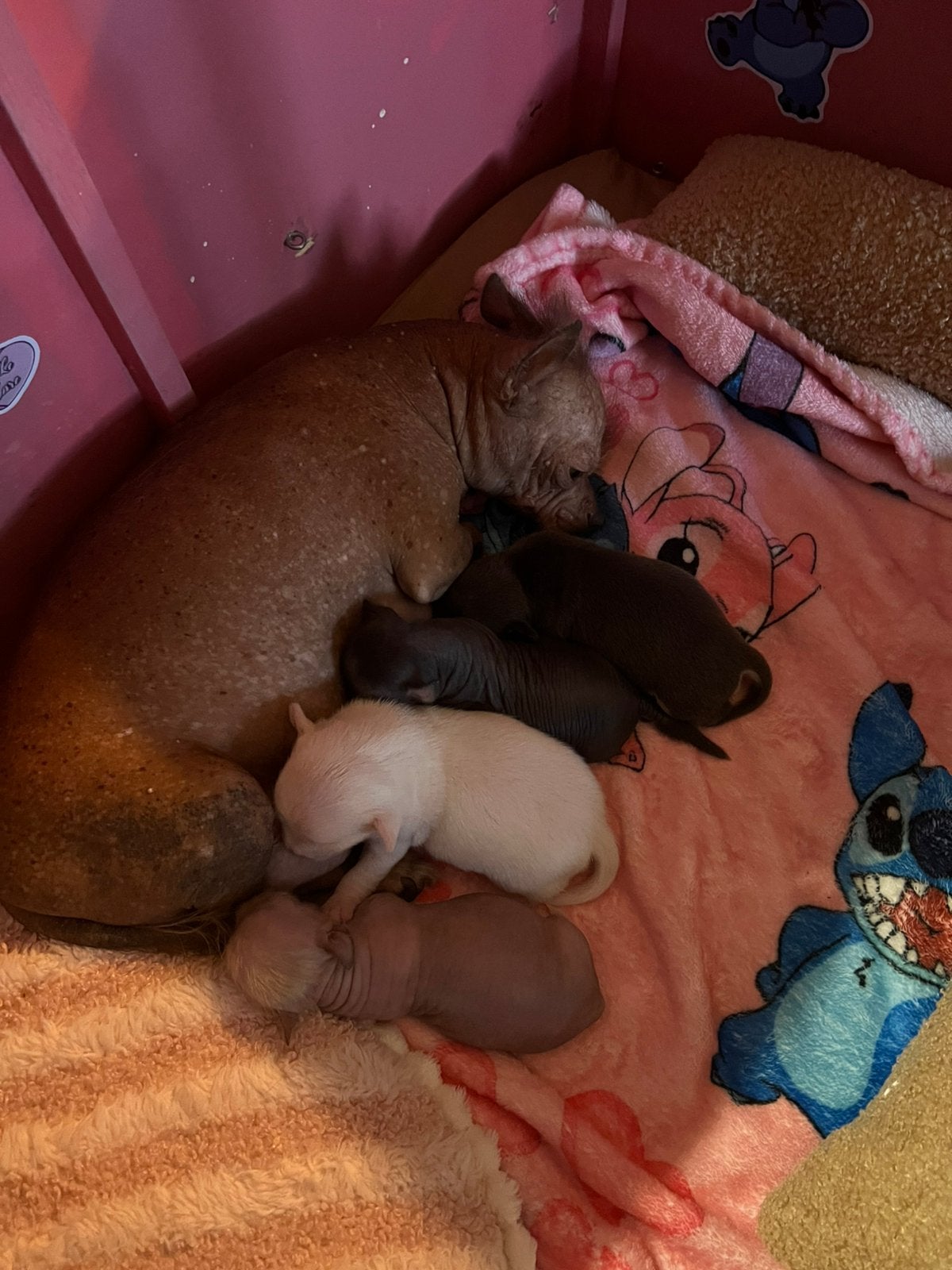 Chihuahua puppy’s naakt en met haartjes, Dieren en Toebehoren, Meerdere, Meerdere dieren, Chihuahua, Nederland