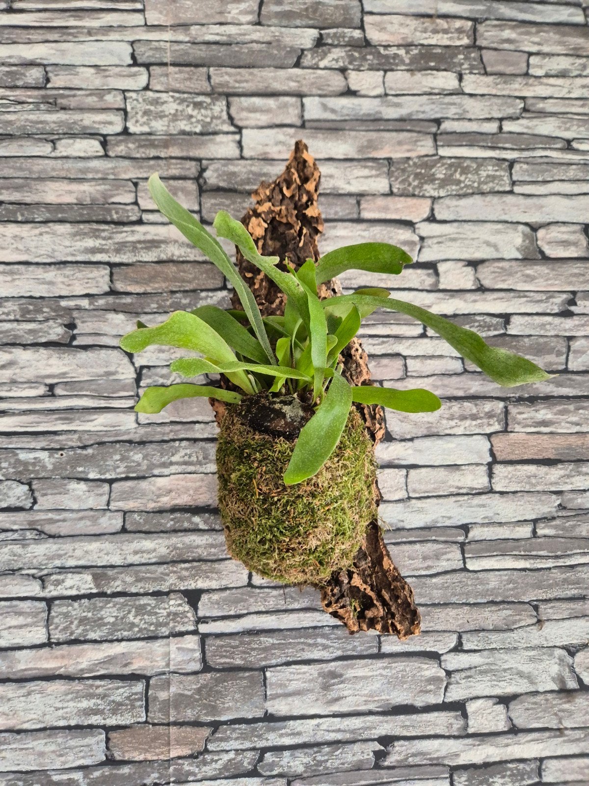 hertshoorn op kurk, Overige soorten, Minder dan 100 cm, Groene kamerplant, Halfschaduw