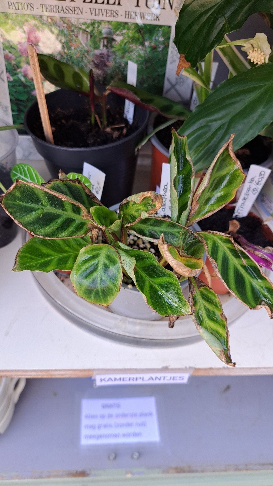 Calathea, Ophalen, Halfschaduw, Minder dan 100 cm