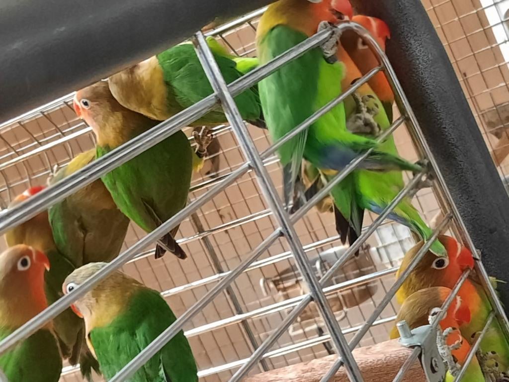 Jonge wildkleur Fischeri,s om tam te maken net zelfstandig., Geslacht onbekend, Dwergpapegaai of Agapornis, Tam