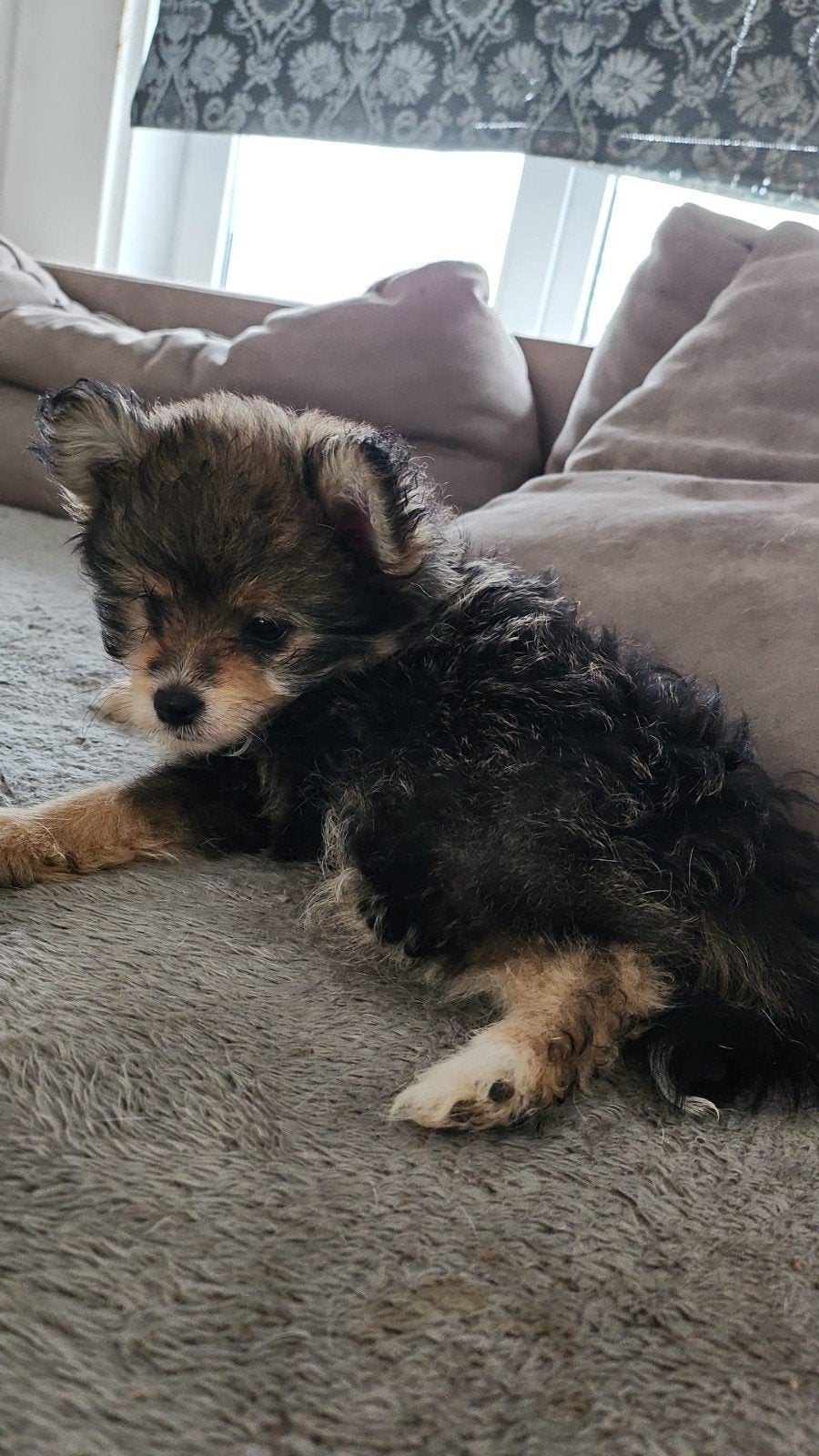 pups, Dieren en Toebehoren, Overige rassen, Meerdere, Meerdere dieren, Nederland
