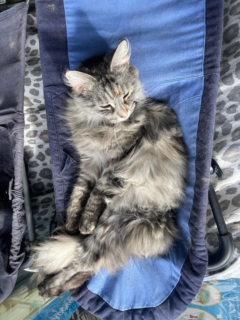 Poes Maincoon, Dieren en Toebehoren, Katten en Kittens | Raskatten | Langhaar, Poes, 6 jaar of ouder, Met stamboom, Gechipt, Ontwormd