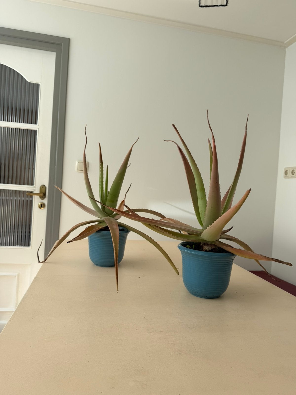 2 grote aloë planten (50 cm) met potten, Ophalen, Halfschaduw, Minder dan 100 cm