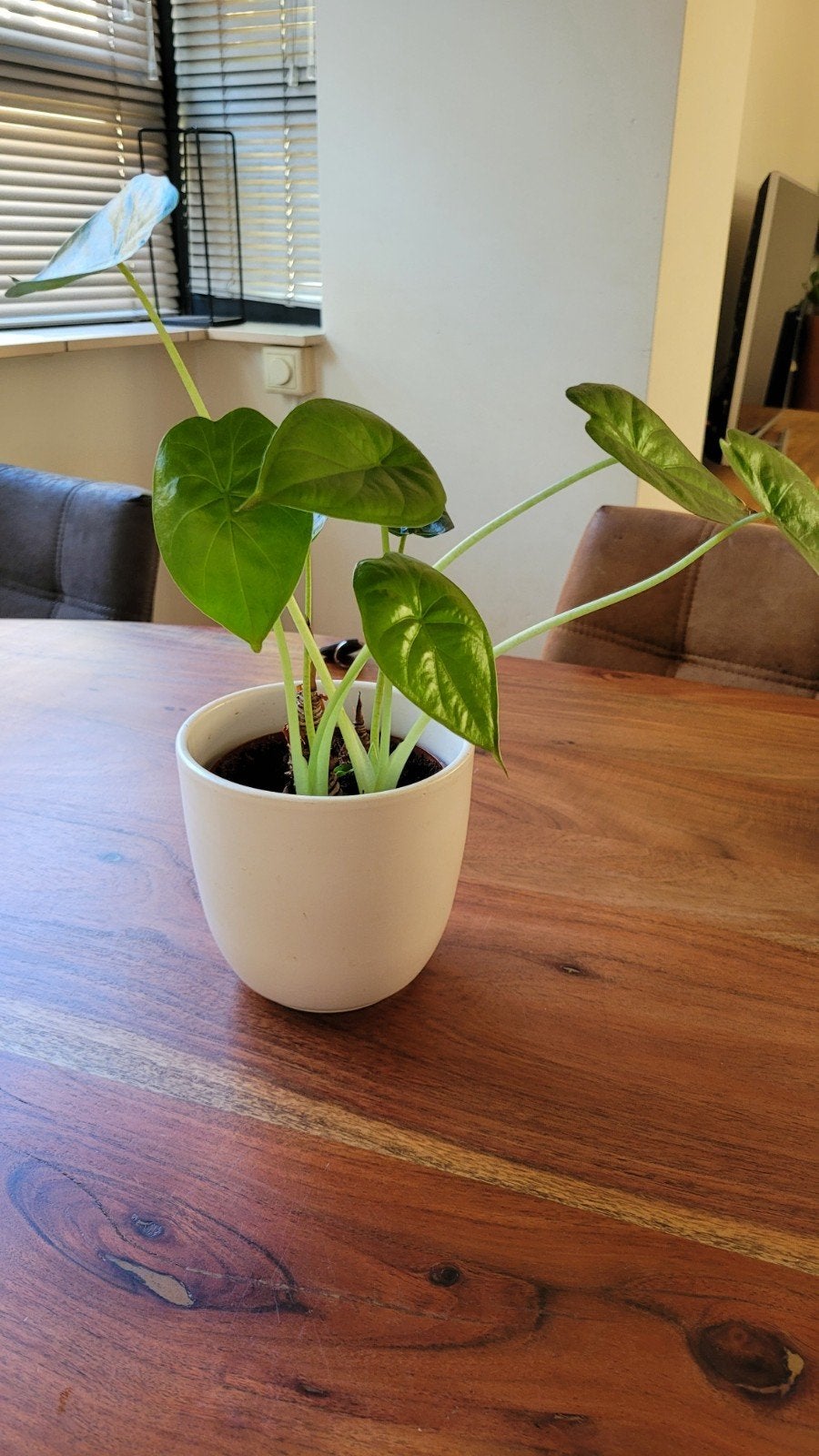 Alocasia, Ophalen, Overige soorten, Halfschaduw, Minder dan 100 cm