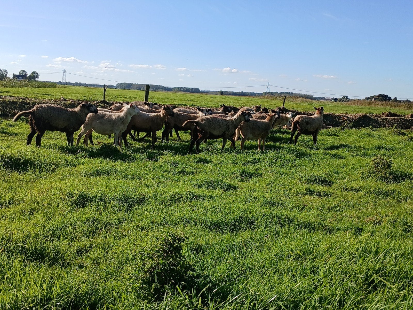 maasduinen ooilammeren, Dieren en Toebehoren