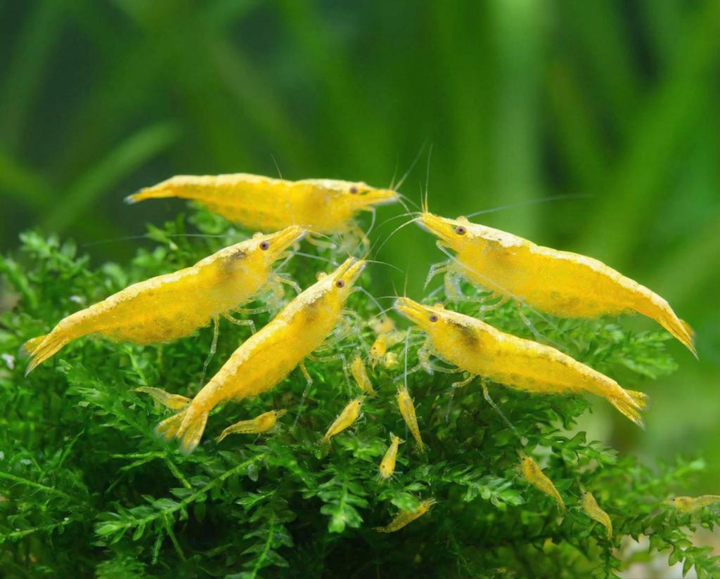 Yellow neon Fire backline neocaridina high grade!, Kreeft, Krab of Garnaal