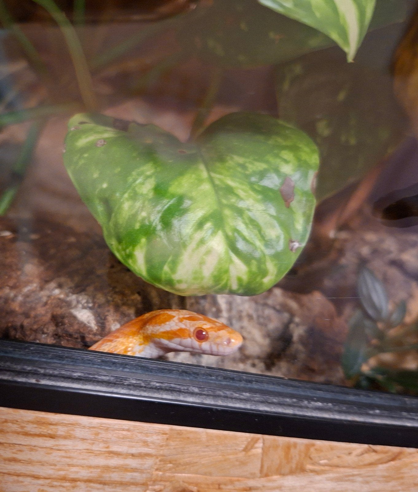 2 Rattenslangen Rat Snake photo 7