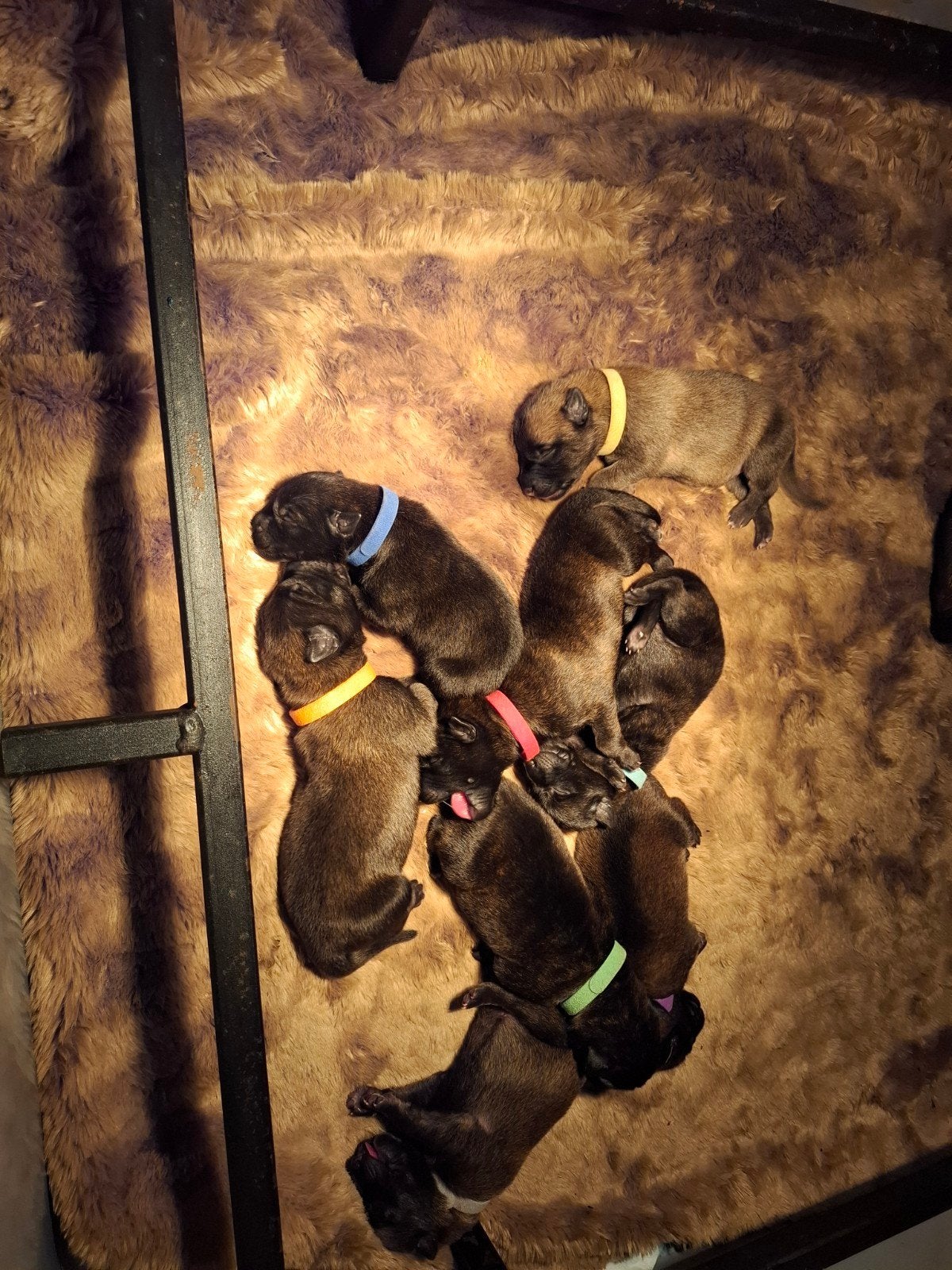 Mechelse/ hollandse herder pups, 8 tot 15 weken, Parvo, Meerdere, Meerdere dieren