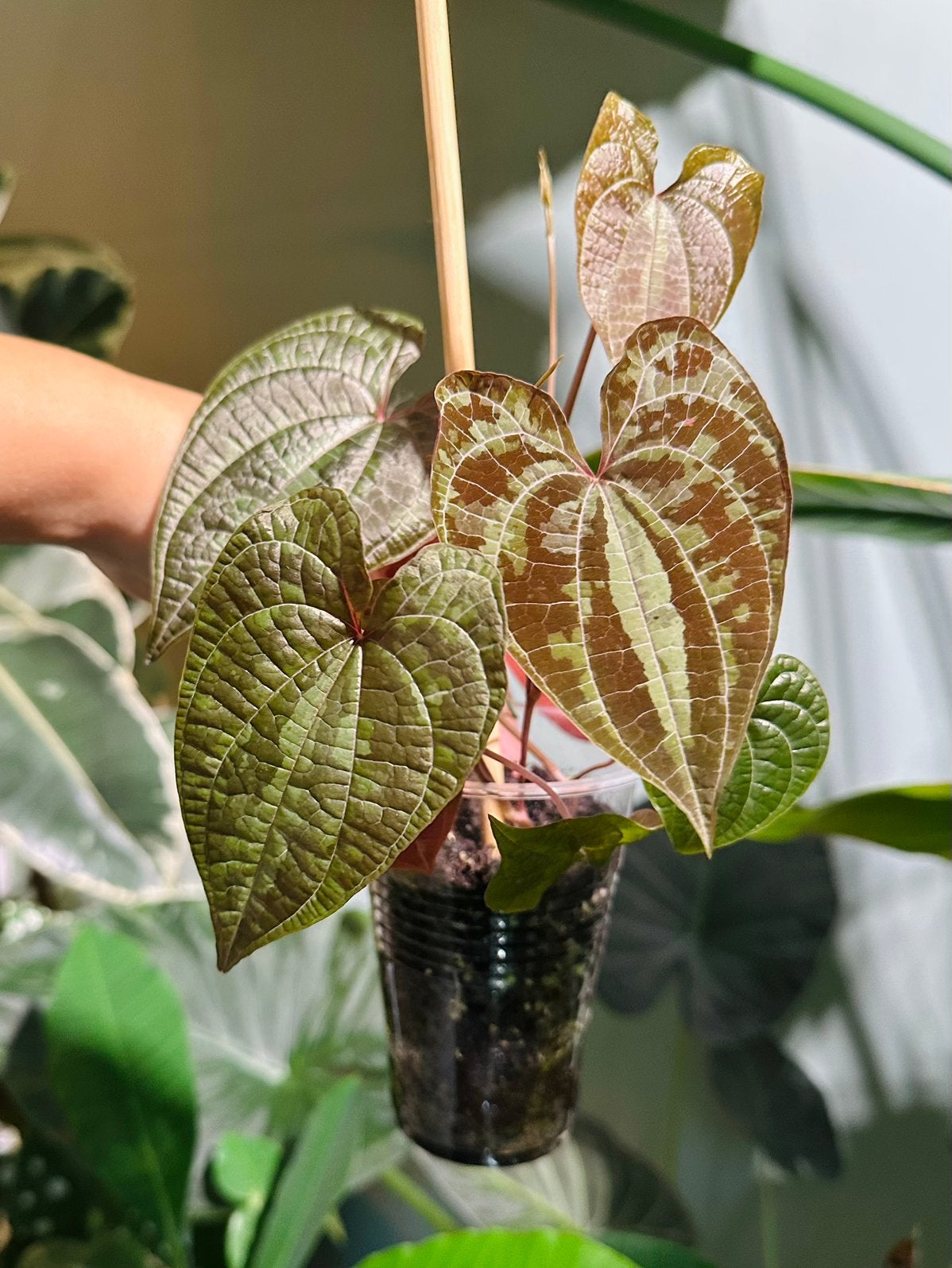 Dioscorea discolor, Ophalen of Verzenden, Halfschaduw, Minder dan 100 cm