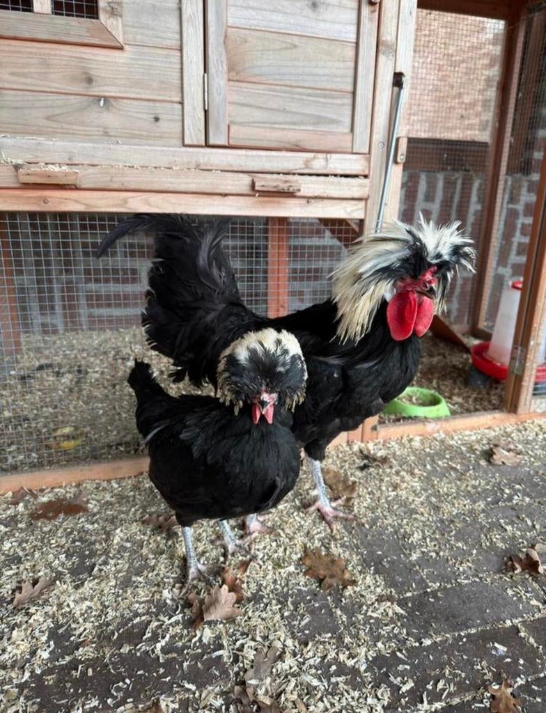 Hollandse kuifhoen broedeitjes, Meerdere dieren, Kip
