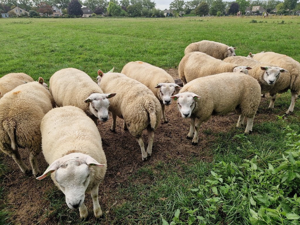 Zwoegervrije Texelse dekrammen, Mannelijk, Schaap, 0 tot 2 jaar