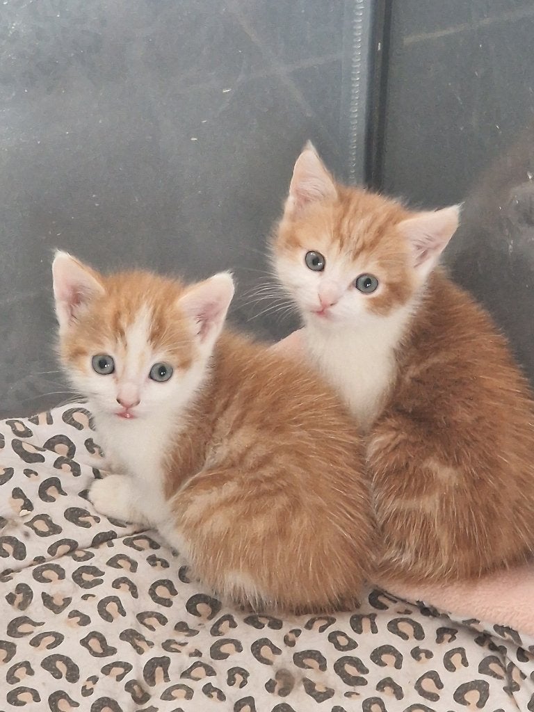 Maine Coon kittens, Kater, Gechipt, 0 tot 2 jaar
