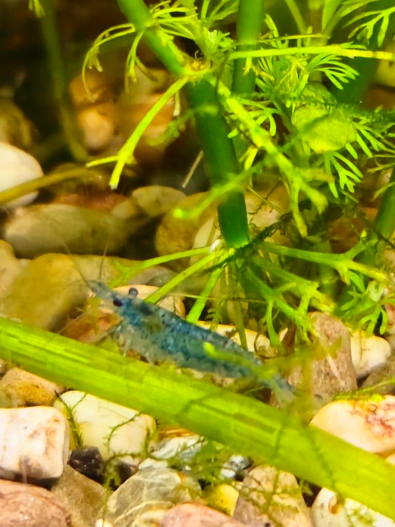 Blauwe garnaaltjes te koop, Dieren en Toebehoren, Vissen | Aquariumvissen, Kreeft, Krab of Garnaal