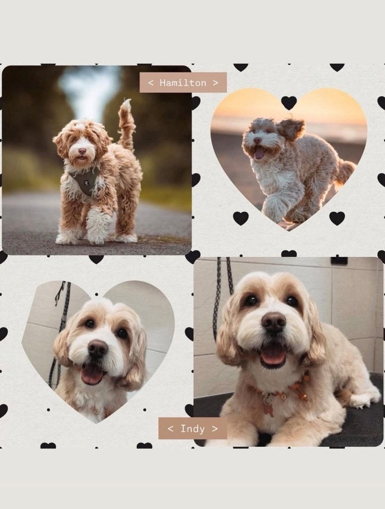Mini Australian Labradoodle pups, Dieren en Toebehoren, Honden | Retrievers, Spaniëls en Waterhonden, Overige rassen, Meerdere
