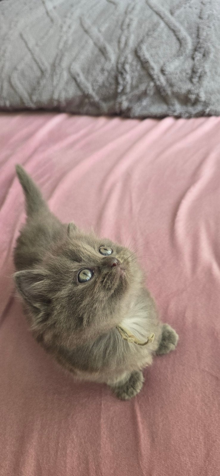 Mooie grijze Ragdoll-mix kittens te koop 🐱💕, Dieren en Toebehoren, Katten en Kittens | Raskatten | Langhaar, Meerdere dieren