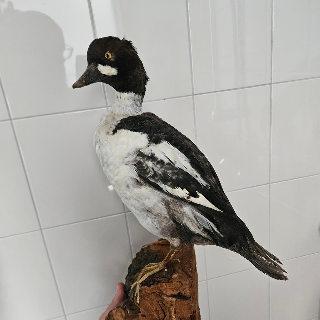 Opgezette brilduiker eend opgezet taxidermie taxidermy, Verzamelen, Ophalen of Verzenden, Gebruikt, Vogel, Opgezet dier
