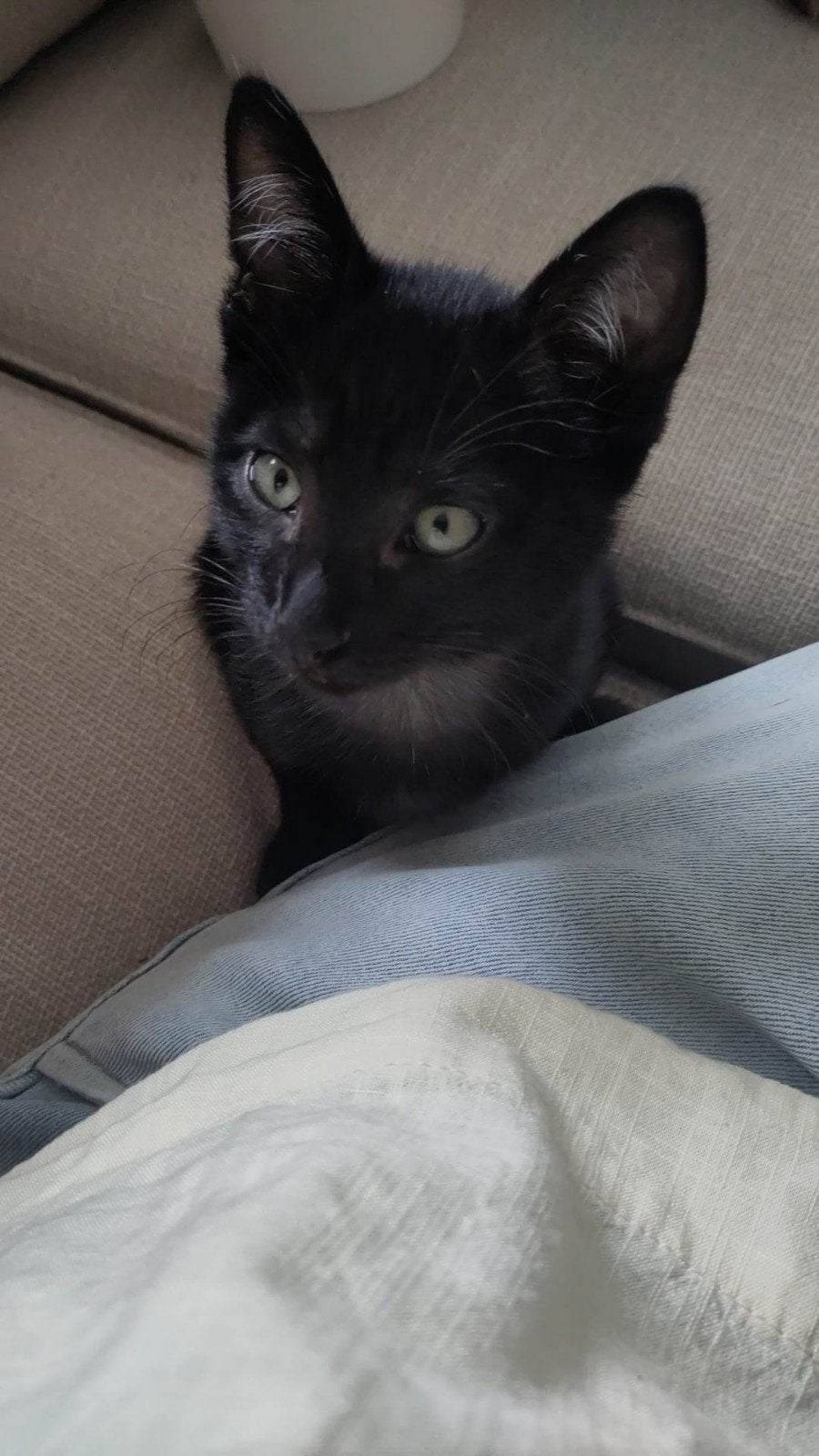 Aanhankelijk, speelse kitten., Dieren en Toebehoren, Katten en Kittens | Raskatten | Korthaar, Poes, Gechipt