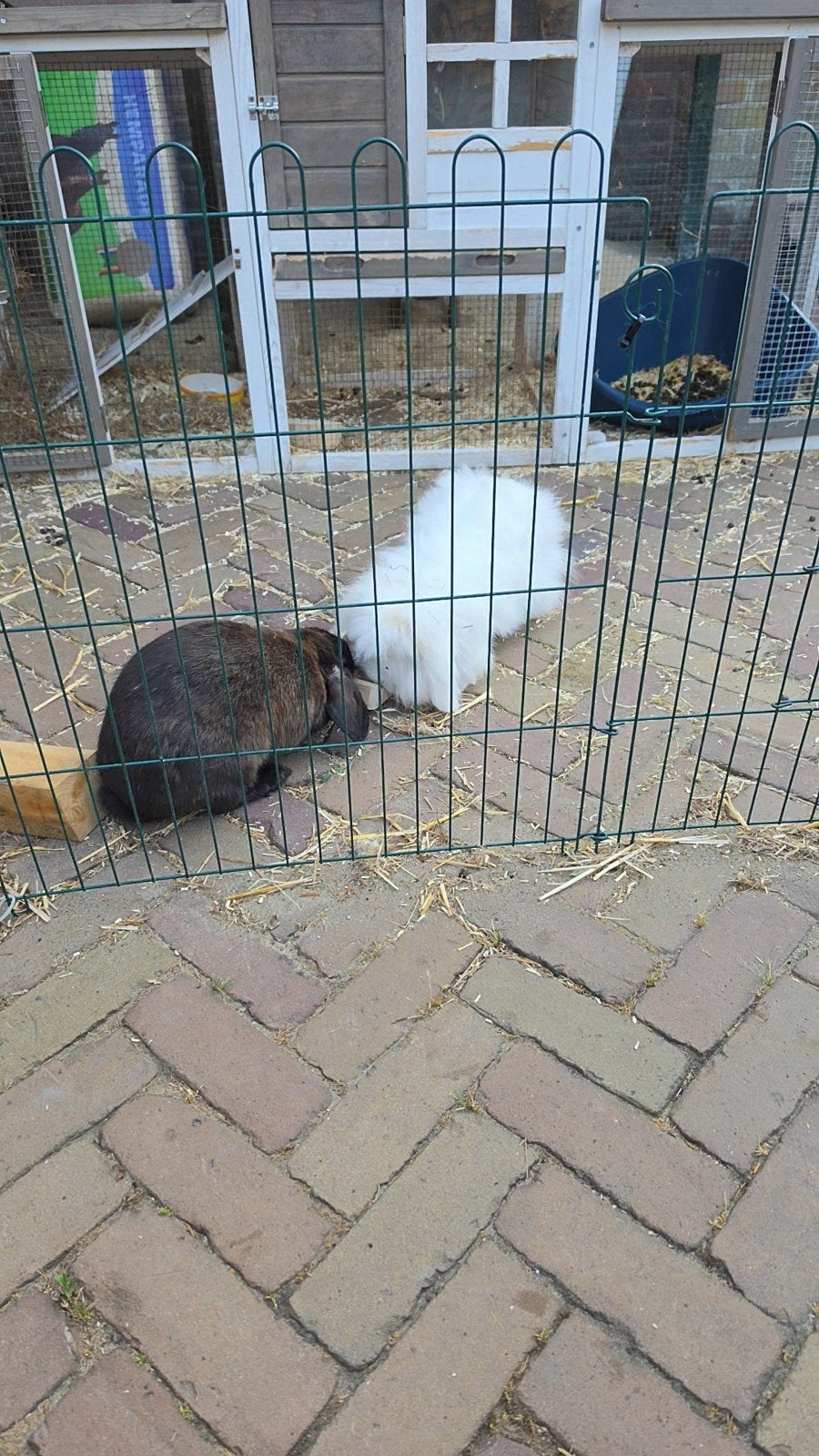 nijntje en boris zoeken huisje met meer ruimte, Meerdere dieren, Klein, 0 tot 2 jaar