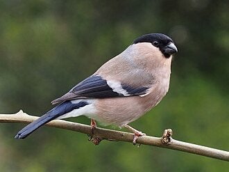 Gezocht Noorse goudvink Pop, Dieren en Toebehoren, Vrouwelijk, Wildzangvogel