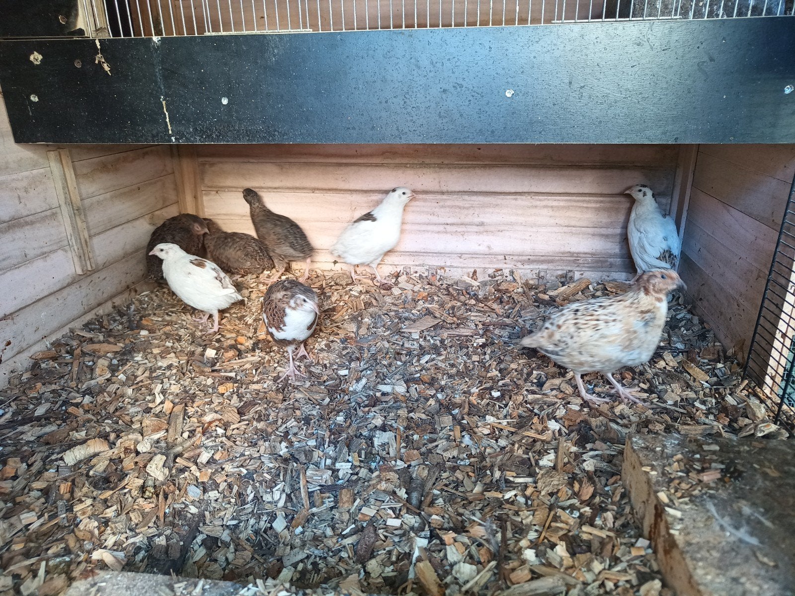 Japanse kwartels te koop, Meerdere dieren