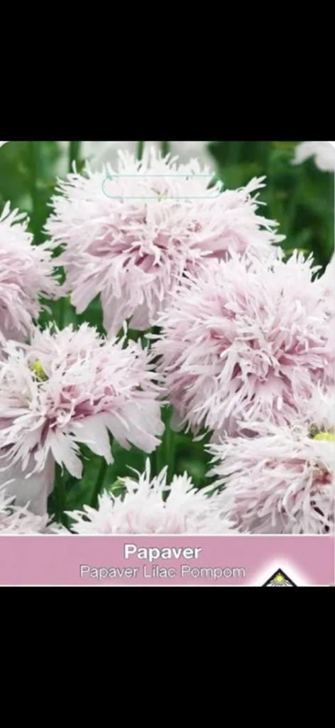 Stekjes papaver plant, lila, Ophalen, Eenjarig, Groenteplanten, Volle zon