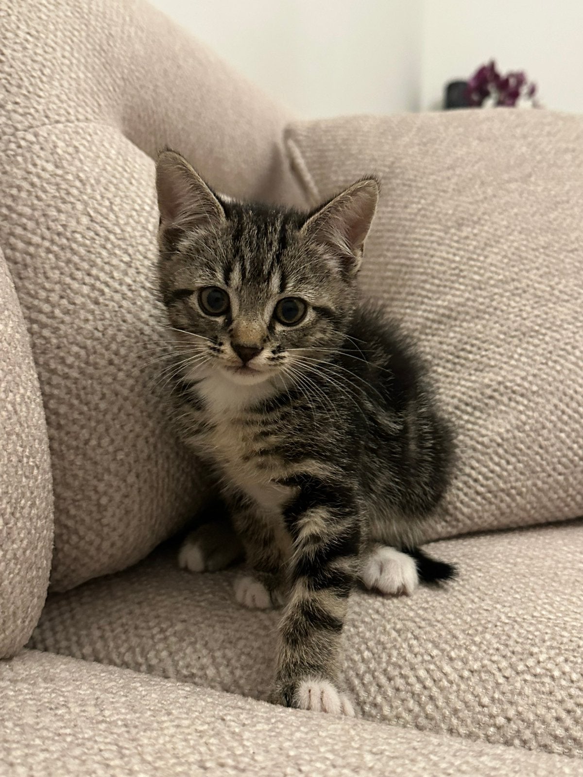 Ons poes zoek nieuwe baas, Poes