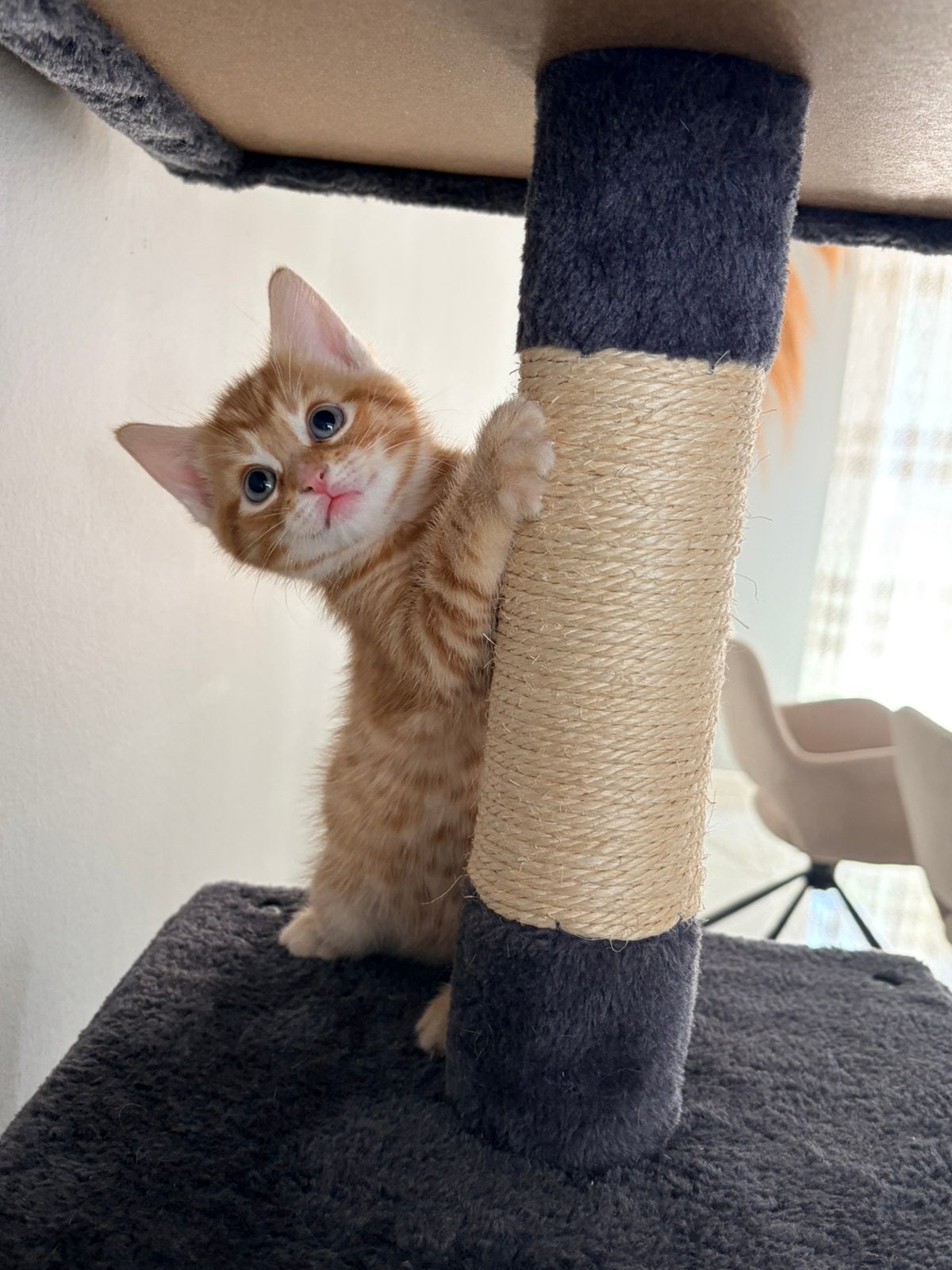 3 lieve kittens zoeken nieuwe huisje, Dieren en Toebehoren, Katten en Kittens | Raskatten | Langhaar, Meerdere dieren