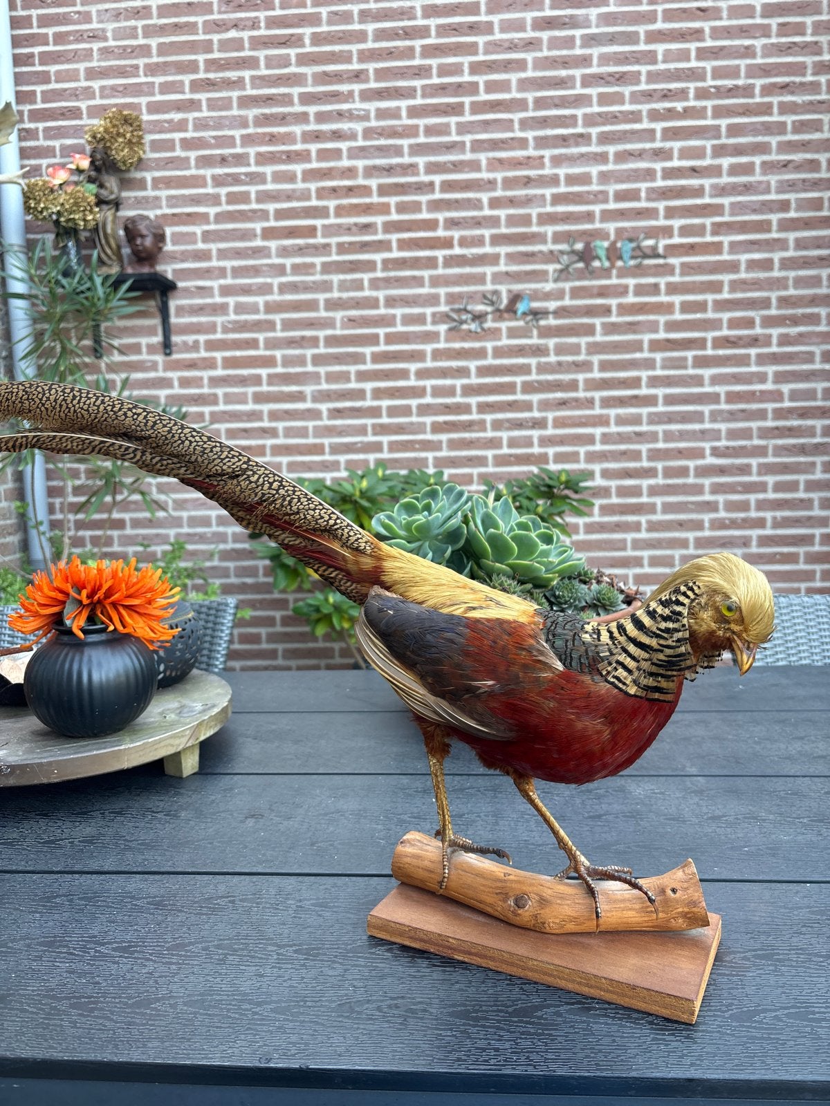 Opgezette goudfazant, Ophalen of Verzenden