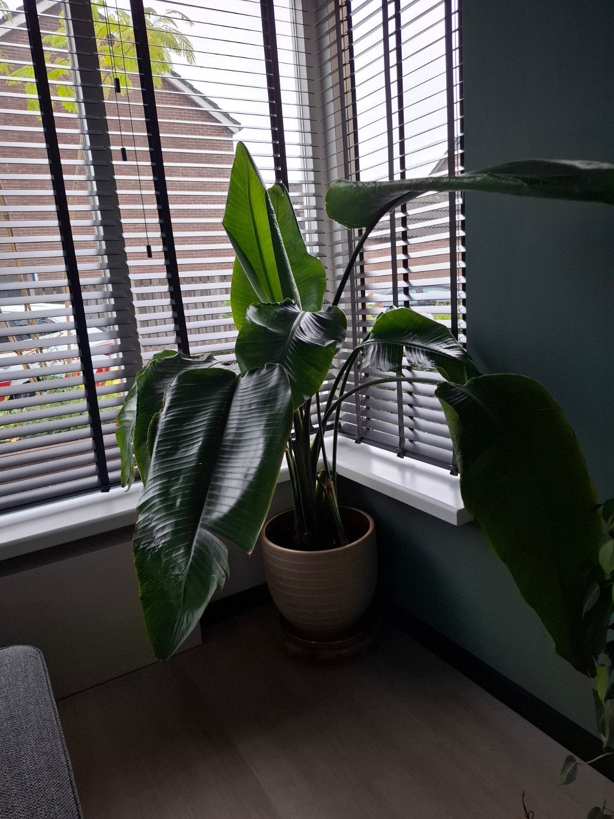 Grote strelitzia nicolai met pot, Huis en Inrichting, Kamerplanten, Ophalen, 100 tot 150 cm, Overige soorten, Halfschaduw