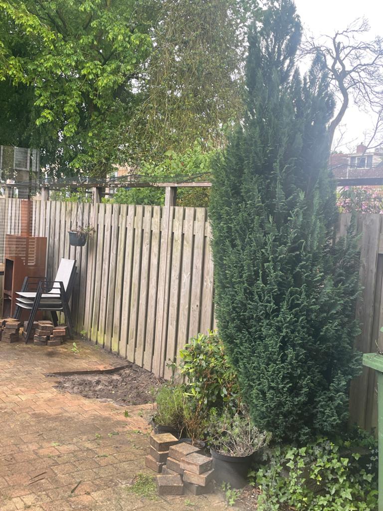 Grote conifeer, zelf eruit halen, gratis af te halen, Tuin en Terras, Planten | Bomen, Ophalen, Bloeit niet, Halfschaduw, Overige soorten