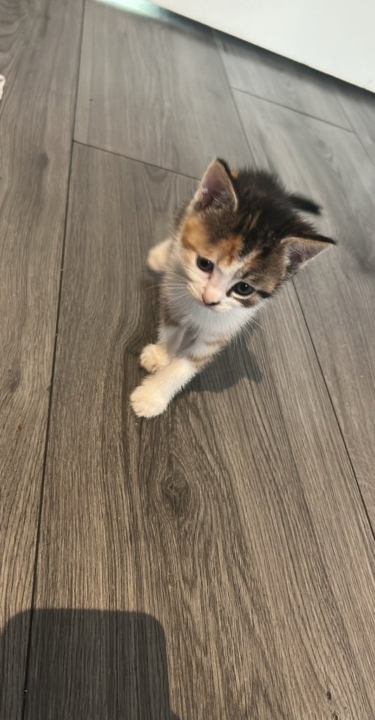 Kitten, Dieren en Toebehoren, Poes, 0 tot 2 jaar