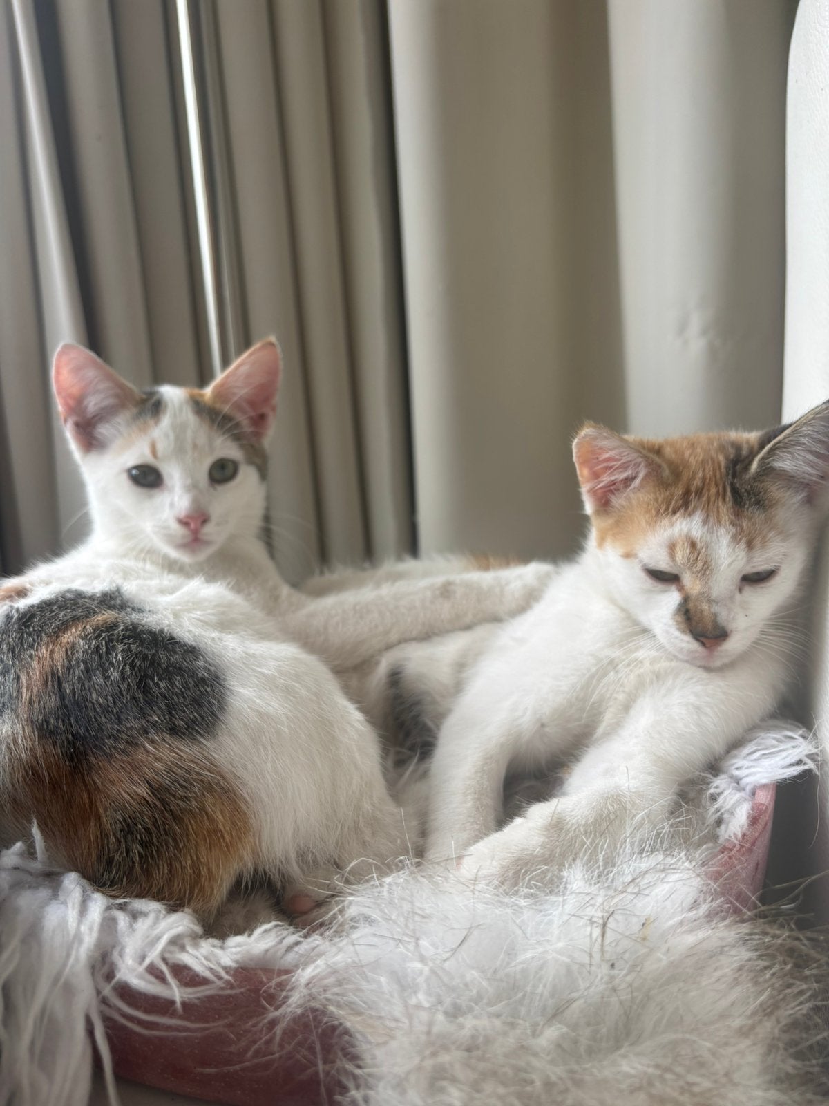 Nog 1 poesje te koop en mag gelijk mee!, Dieren en Toebehoren, Katten en Kittens | Overige Katten, Meerdere dieren, Kortharig